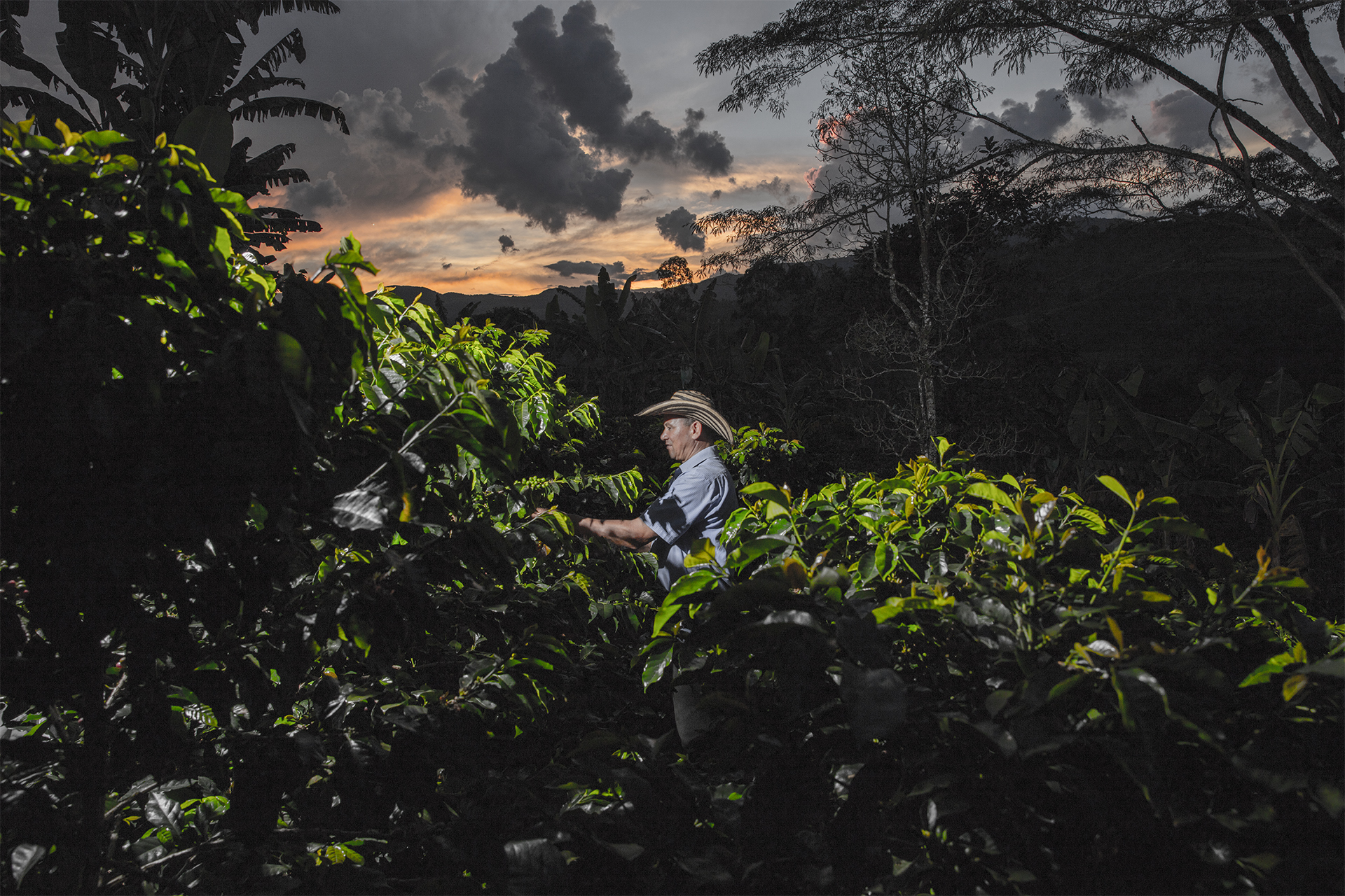 Explainer: Why a super El Niño leaves tropical commodities acutely exposed