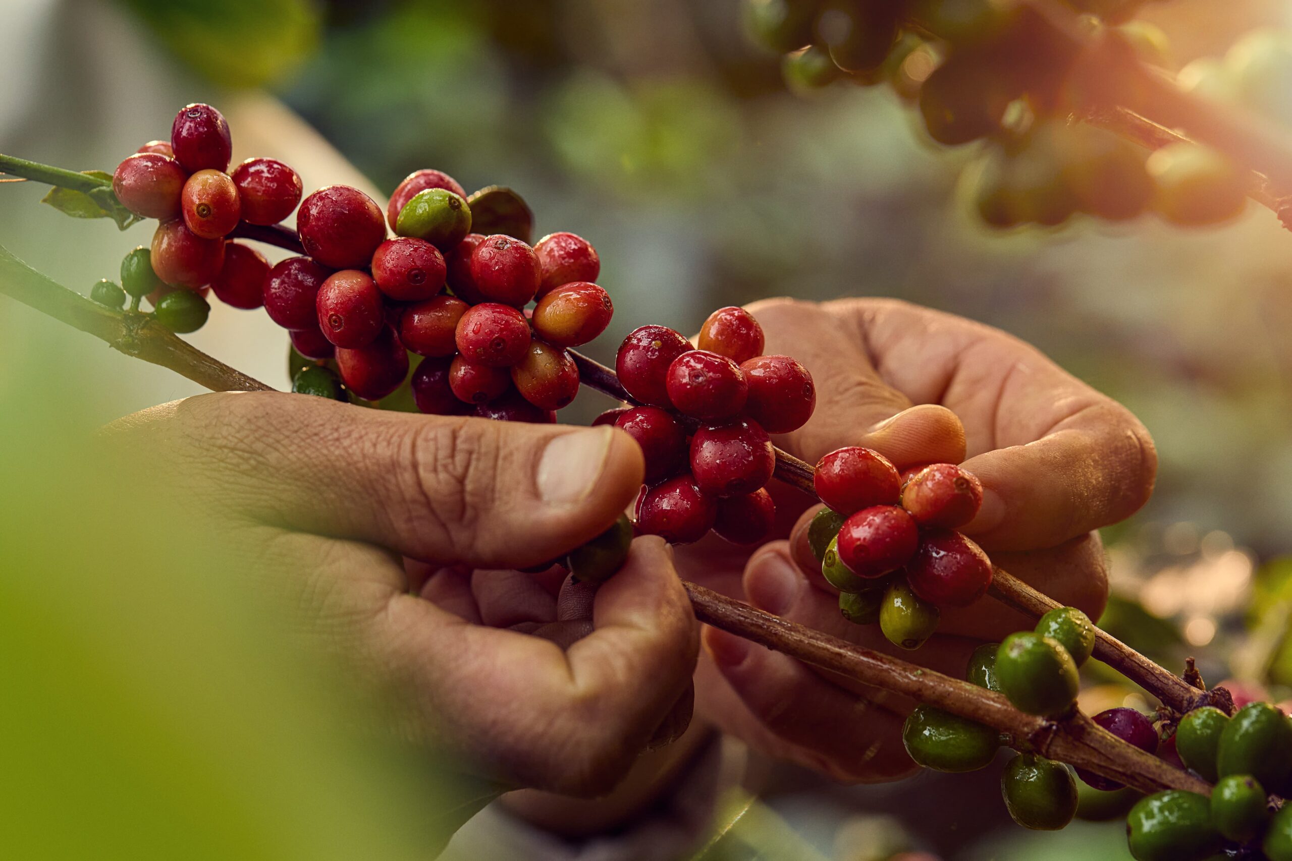 US Coffee Market Size, Share & Trends